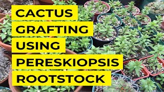 Cactus grafting using Pereskiopsis spathulata rootstocks [upl. by Boehmer800]