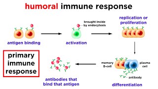 The Immune System Innate Defenses and Adaptive Defenses [upl. by Willa]