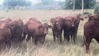 Elliot Livestock Droughtmaster Heifers for sale [upl. by Alten]