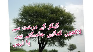 Kikar Farming  kikar Farming in Pakistan  Desi Kikar  how many profit and plants in 1 acar [upl. by Steinke]