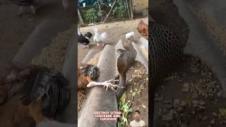 Con gà đã khinh thường rắn hổ mang và cái kết  Chicken bitten by cobra animals [upl. by Oivlis580]