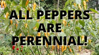 How to Overwinter Peppers All Capsicums are Perennial [upl. by Einahets]