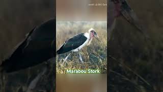 Fire Bird Marabou Stork🕊️ [upl. by Cordula]