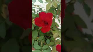 Rose flower subscribe 🌹💮🌹💮 terrace garden short video [upl. by Lartnom]