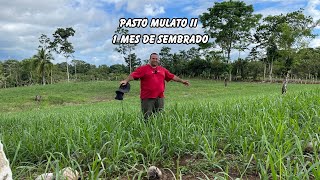 Pasto Mulato 2 con UN MES de Sembrado [upl. by Brookner]