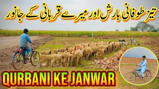 Teez Toofani Barish Aur Mere Qurbani Ke Jaanwar  Shahbazi Village Vlogs [upl. by Akalam]