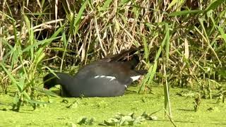 Gallinule d’Amerique Common gallinule gallinula galeata Naples Floride avril 2024 [upl. by Tloc279]