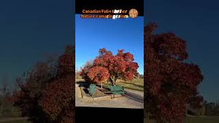 Canadian Fall Colors by Mother Nature are perfect YXE Saskatoon Walk nature health yxe walking [upl. by Janice]