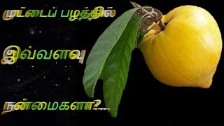 Health Benefits of Egg Fruit  Canistel  Muttapazham [upl. by Naryb322]