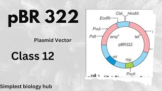 pBR322 plasmid Vector  Class 12  by simplest Biology hub [upl. by Aniret523]