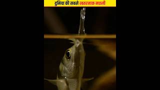 A Fish that Shoots its Prey  The Fish with Incredible Shooting Aim  Archerfish shorts viral [upl. by Adnara]