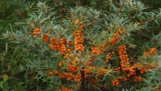 ⟹ SEABERRY  Hippophae Rhamnoides  A LOOK AT THE SEA BUCKTHORN [upl. by Oruam]