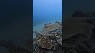 Cow Tail Stingray Red Sea [upl. by Rimaa]