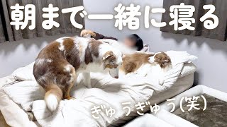 ずっと一緒の布団で寝てきた大きい犬達の夜を撮影してみた結果・・・【ボーダーコリー・オーストラリアンシェパード】 [upl. by Attenohs]