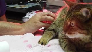 Rehabilitación a gato  Animalia Barcelona [upl. by Nnylyt700]