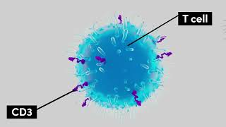 Tarlatamab Mechanism of Action [upl. by Luckin]