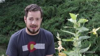 Harvesting and planting Milkweed seeds [upl. by Yelssew822]