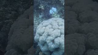 Brain coral Scuba diving Hurghada Egypt redseadiving gopro shorts diving nature underwater [upl. by Diver8]