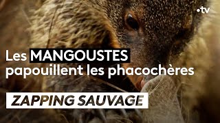 Ces mangoustes papouillent les phacochères  ZAPPING SAUVAGE [upl. by Undine]