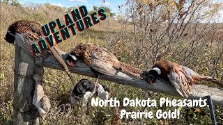 North Dakota Pheasant Hunting Prairie Gold [upl. by Icyac974]