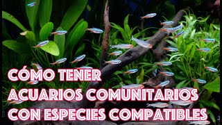 Cómo tener acuarios 💦 comunitarios 🐟🐟🐟 con especies compatibles 😉👌 [upl. by Clerissa]