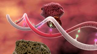 DNA Mutation 3D Animation [upl. by Nyladnarb]