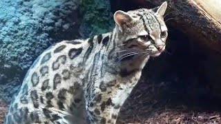 Ocelot Cat Ozelot Margay Katze [upl. by Malvia]