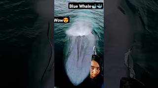 whalewatching ocean whale dolphin whaleconservation oceanlife whalefish nature shortfeed 😇👌 [upl. by Mizuki]