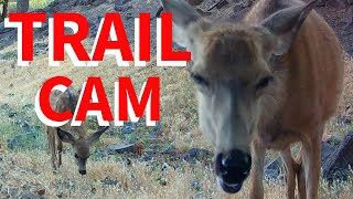 Cute Baby Deer Crying for Mama [upl. by Traci]