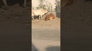 Gau Mata ko Roti De Gau Mata Mein 33 karod Devi Devta Nivas Karte Hain Jay Balaji Maharaj🍪🐂🕉️🦧💥🚩🙏🏻👈 [upl. by Eneiluj]