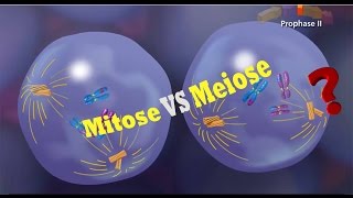 La Différence Entre La Mitose Et La Méiose [upl. by Charley]