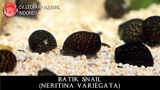 Neritina variegata The ARTISTIC BATIK SNAIL Leopard Aquatic W010A [upl. by Nawk]