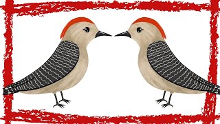 10 Minutes Red Bellied Woodpecker CallSounds [upl. by Olga184]