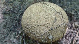 Puffball Mushroom [upl. by Gerek]