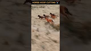 Horse Hoof Cutting ✂️🐎shorts facts ytshorts [upl. by Jala]