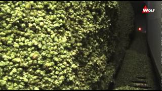 WOLF Hop Harvesting with WHE 500 Hoptronic Kiln amp Conditioning [upl. by Stamata932]