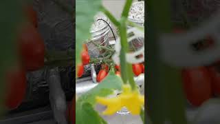 Aeroponic CucumbersGrow Juicy Cucumbers with Aeroponics A Thriving Indoor Garden diyhydroponics [upl. by Irrac371]