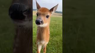 Good morning Baby😊 goodmorning babydeer bambi cuteanimals deer [upl. by Eldrid]