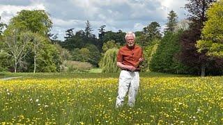 Buttercups with John Feehan in June Wildflowers of Offaly series [upl. by Atalayah]