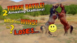 2 AMAZING WILD STALLIONS FIGHTING Watch who WINS and WHO Loses horse horselover god [upl. by Dhar]