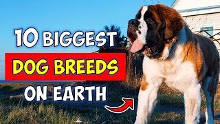 Top 10 Biggest Dog Breeds in the World [upl. by Tedra879]