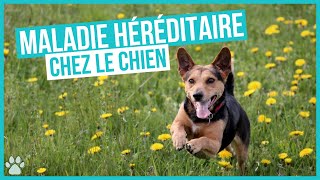 Les Maladies Génétiques Héréditaires des chiens [upl. by Sherrard440]