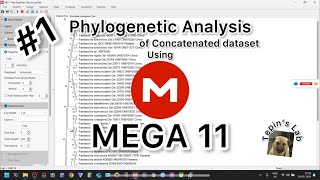 1 MEGA 11  Phylogenetic analysis of combined sequences Tutorial [upl. by Haneeja]