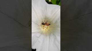 I Spotted a Honey Bee in a Great Bindweed Flower 🐝 shorts honeybee nature [upl. by Ellevehc945]