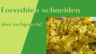 Forsythien schneiden  optisch ansprechend und fachgerecht [upl. by Tertias]