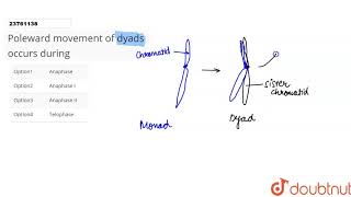 Poleward movement of dyads occurs during [upl. by Ylevol]