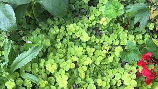 Plant review Creeping Jenny aka Lysimachia for Solution Gardening [upl. by Clea]