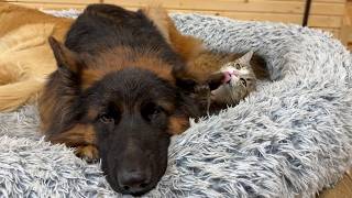 Tiny Kitten Takes Care Of Her Favorite German Shepherd [upl. by Atnuhs]