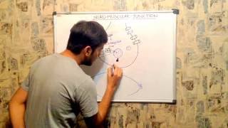 NEUROMUSCULAR JUNCTION MECHANISM [upl. by Fielding]