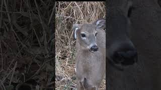 Floppy Eared Doe archeryhunting hunting november outdoors wildlife deer archery [upl. by Larue944]